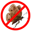 Moth Control Sunbury